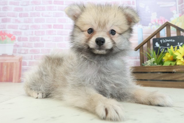 福岡県のポメラニアン (Coo&RIKU大牟田店/2025年7月30日生まれ/男の子/ウルフセーブル)の子犬の2枚目の画像
