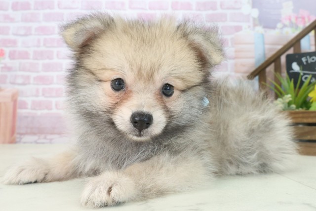 福岡県のポメラニアン (Coo&RIKU大牟田店/2025年7月30日生まれ/男の子/ウルフセーブル)の子犬の3枚目の画像