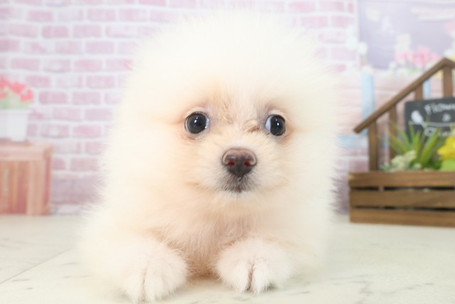 長崎県のポメラニアン (Coo&RIKU長崎佐世保店/2025年7月30日生まれ/女の子/クリーム)の子犬の1枚目の画像