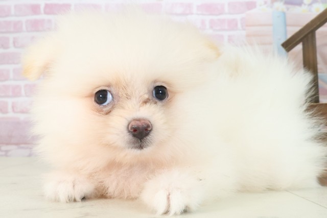 長崎県のポメラニアン (Coo&RIKU長崎佐世保店/2025年7月30日生まれ/女の子/クリーム)の子犬の3枚目の画像