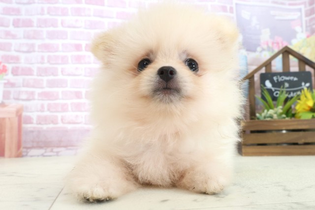 福岡県のポメラニアン (Coo&RIKU小倉店/2025年7月30日生まれ/女の子/クリーム)の子犬の1枚目の画像