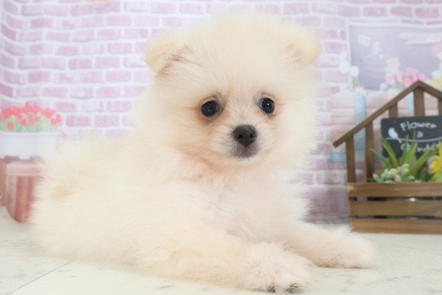 福岡県のポメラニアン (Coo&RIKU小倉店/2025年7月30日生まれ/女の子/クリーム)の子犬の2枚目の画像