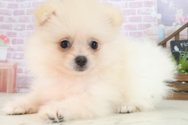 福岡県のポメラニアン (Coo&RIKU小倉店/2025年7月30日生まれ/女の子/クリーム)の子犬の3枚目の画像