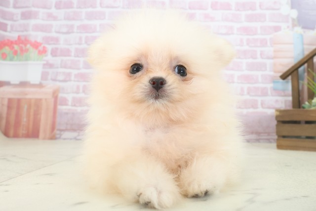 熊本県のポメラニアン (Coo&RIKUイオンモール宇城店/2025年7月30日生まれ/女の子/クリーム)の子犬の1枚目の画像