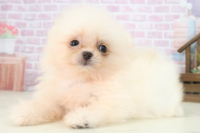 熊本県のポメラニアン (Coo&RIKUイオンモール宇城店/2025年7月30日生まれ/女の子/クリーム)の子犬の3枚目の画像