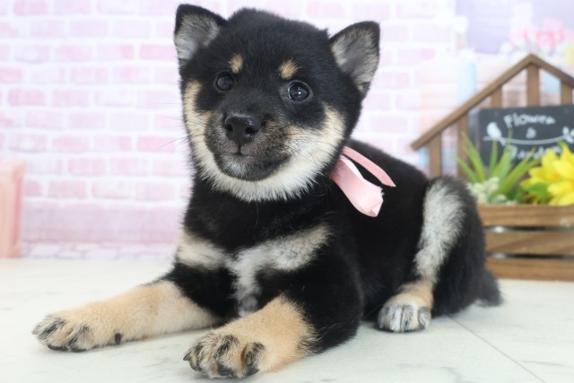 鹿児島県の豆柴 (Coo&RIKU鹿屋店/2025年7月29日生まれ/女の子/黒)の子犬の3枚目の画像