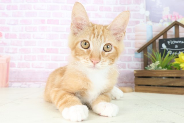 福岡県のメインクーン (Coo&RIKU筑後店/2025年5月31日生まれ/男の子/レッドタビーホワイト)の子猫の1枚目の画像
