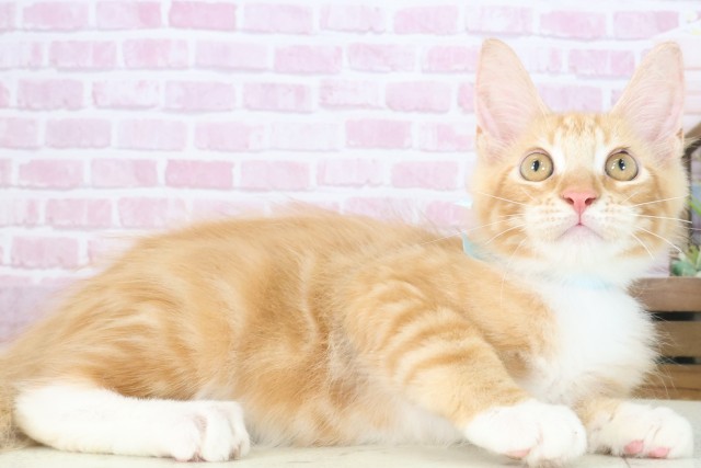 福岡県のメインクーン (Coo&RIKU筑後店/2025年5月31日生まれ/男の子/レッドタビーホワイト)の子猫の2枚目の画像