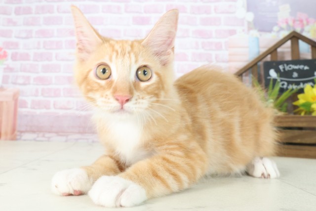 福岡県のメインクーン (Coo&RIKU筑後店/2025年5月31日生まれ/男の子/レッドタビーホワイト)の子猫の3枚目の画像