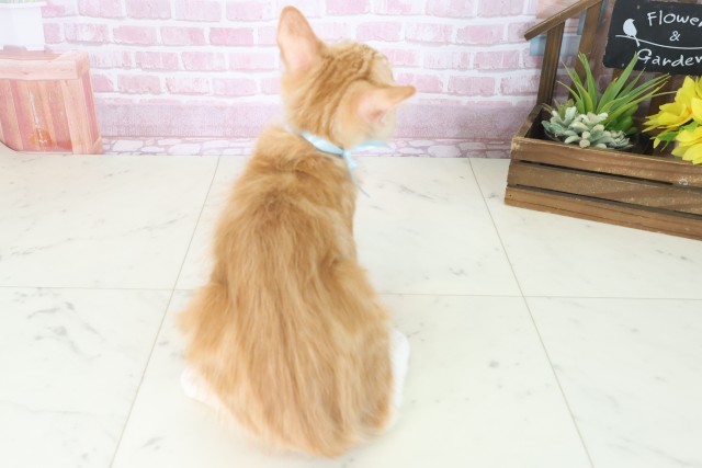福岡県のメインクーン (Coo&RIKU筑後店/2025年5月31日生まれ/男の子/レッドタビーホワイト)の子猫の4枚目の画像