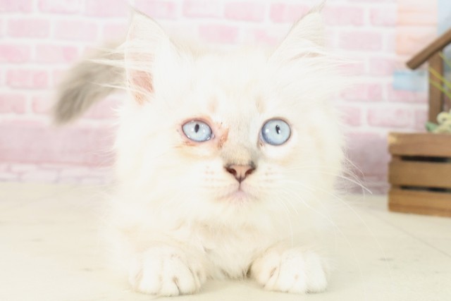福岡県のサイベリアン (Coo&RIKU黒崎店/2025年7月18日生まれ/女の子/ブルーリンクスポイント)の子猫の1枚目の画像