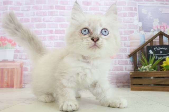 福岡県のサイベリアン (Coo&RIKU黒崎店/2025年7月18日生まれ/女の子/ブルーリンクスポイント)の子猫の2枚目の画像