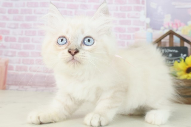 福岡県のサイベリアン (Coo&RIKU黒崎店/2025年7月18日生まれ/女の子/ブルーリンクスポイント)の子猫の3枚目の画像