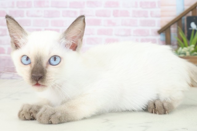 大分県のトンキニーズ (Coo&RIKU大分店/2025年7月29日生まれ/女の子/シールポイント)の子猫の3枚目の画像