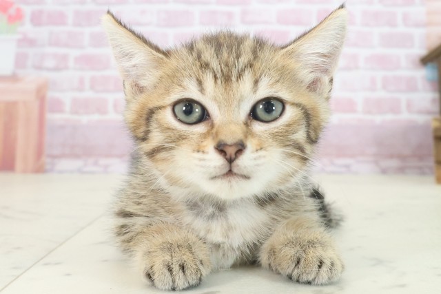 福岡県のマンチカン (Coo&RIKU久留米店/2025年7月28日生まれ/男の子/ブラウンタビー)の子猫の1枚目の画像