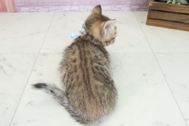 福岡県のマンチカン (Coo&RIKU久留米店/2025年7月28日生まれ/男の子/ブラウンタビー)の子猫の4枚目の画像