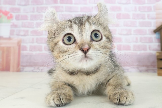 福岡県のキンカロー (Coo&RIKU福岡古賀店/2025年6月29日生まれ/女の子/ブラウンタビー)の子猫の1枚目の画像
