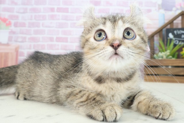 福岡県のキンカロー (Coo&RIKU福岡古賀店/2025年6月29日生まれ/女の子/ブラウンタビー)の子猫の2枚目の画像