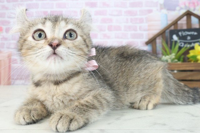 福岡県のキンカロー (Coo&RIKU福岡古賀店/2025年6月29日生まれ/女の子/ブラウンタビー)の子猫の3枚目の画像