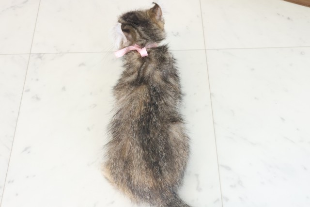 福岡県のキンカロー (Coo&RIKU福岡古賀店/2025年6月29日生まれ/女の子/ブラウンタビー)の子猫の4枚目の画像