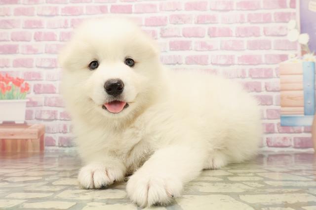 東京都のサモエド (Coo&RIKU足立本店/2025年7月29日生まれ/男の子/ホワイト)の子犬の2枚目の画像