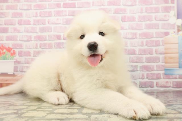 東京都のサモエド (Coo&RIKU足立本店/2025年7月29日生まれ/男の子/ホワイト)の子犬の3枚目の画像