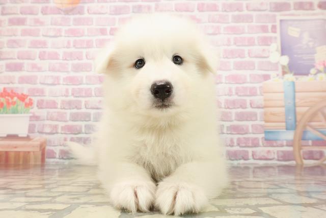 神奈川県のサモエド (Coo&RIKU平塚店/2025年7月29日生まれ/男の子/ホワイト)の子犬の1枚目の画像