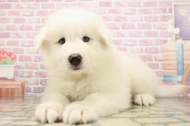 神奈川県のサモエド (Coo&RIKU平塚店/2025年7月29日生まれ/男の子/ホワイト)の子犬の2枚目の画像