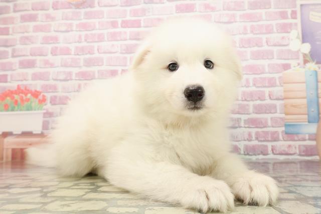 神奈川県のサモエド (Coo&RIKU平塚店/2025年7月29日生まれ/男の子/ホワイト)の子犬の3枚目の画像