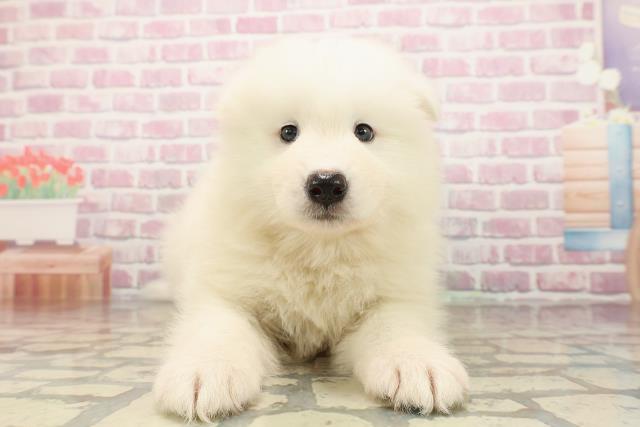 東京都のサモエド (Coo&RIKU池袋西口店/2025年7月29日生まれ/男の子/ホワイト)の子犬の1枚目の画像