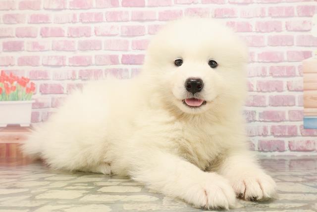 東京都のサモエド (Coo&RIKU池袋西口店/2025年7月29日生まれ/男の子/ホワイト)の子犬の3枚目の画像