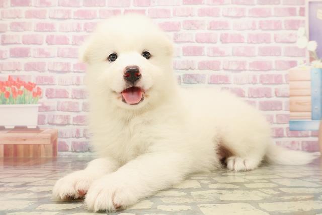 静岡県のサモエド (Coo&RIKU静岡SBS通り店/2025年7月29日生まれ/男の子/ホワイト)の子犬の2枚目の画像