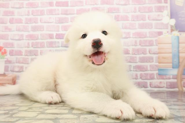 静岡県のサモエド (Coo&RIKU静岡SBS通り店/2025年7月29日生まれ/男の子/ホワイト)の子犬の3枚目の画像
