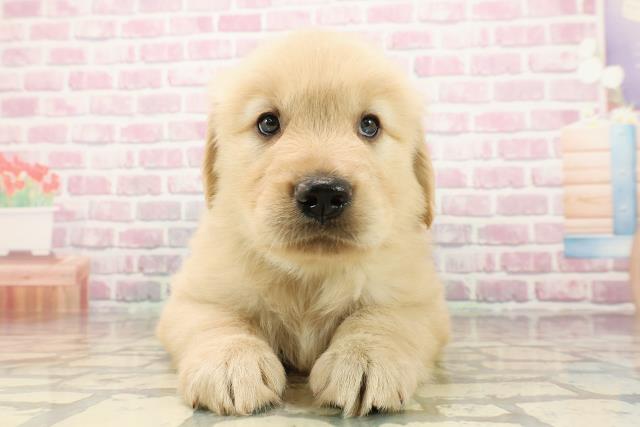 静岡県のゴールデンレトリバー (Coo&RIKU浜松店/2025年7月29日生まれ/男の子/ゴールデン)の子犬