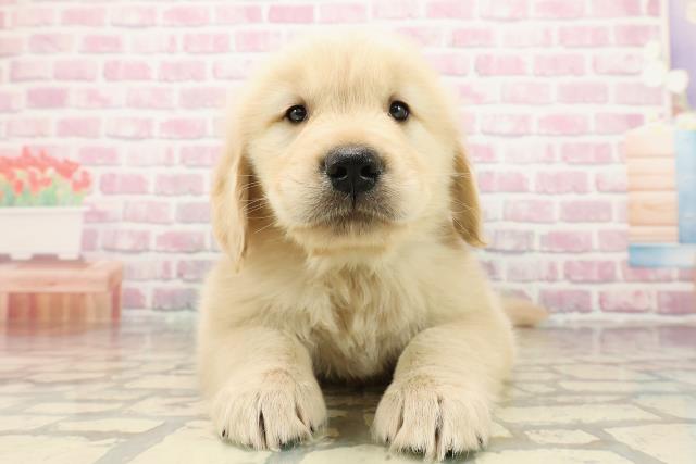 静岡県のゴールデンレトリバー (Coo&RIKU掛川店/2025年7月29日生まれ/男の子/ゴールデン)の子犬
