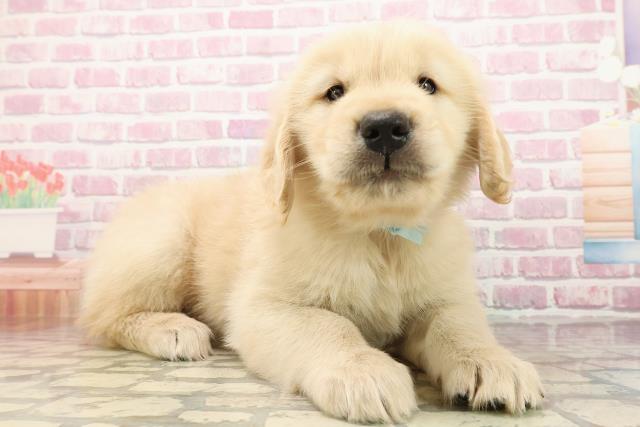 静岡県のゴールデンレトリバー (Coo&RIKU掛川店/2025年7月29日生まれ/男の子/ゴールデン)の子犬の3枚目の画像
