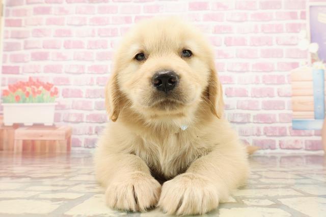 静岡県のゴールデンレトリバー (Coo&RIKU藤枝店/2025年7月29日生まれ/男の子/ゴールデン)の子犬