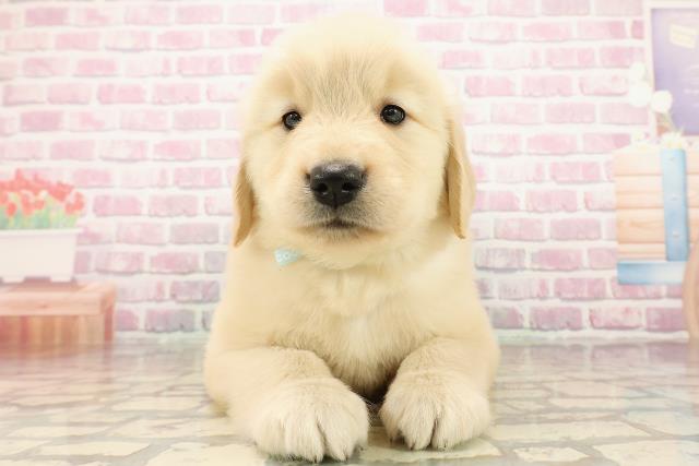 栃木県のゴールデンレトリバー (Coo&RIKUFKDインターパーク店/2025年7月28日生まれ/男の子/ゴールデン)の子犬の1枚目の画像