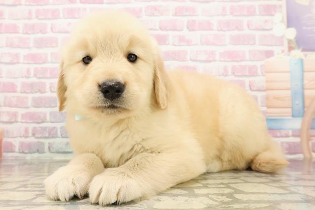 栃木県のゴールデンレトリバー (Coo&RIKUFKDインターパーク店/2025年7月28日生まれ/男の子/ゴールデン)の子犬の2枚目の画像