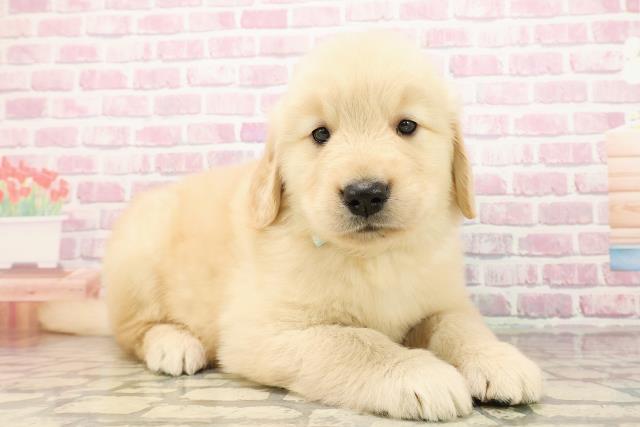 栃木県のゴールデンレトリバー (Coo&RIKUFKDインターパーク店/2025年7月28日生まれ/男の子/ゴールデン)の子犬の3枚目の画像