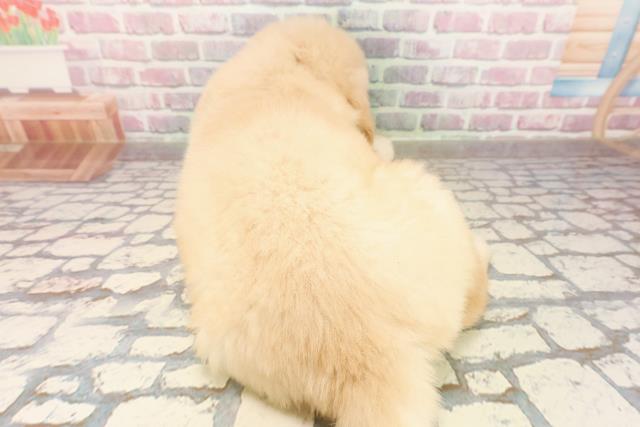 栃木県のゴールデンレトリバー (Coo&RIKUFKDインターパーク店/2025年7月28日生まれ/男の子/ゴールデン)の子犬の4枚目の画像