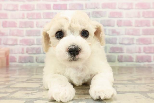静岡県のビションフリーゼ (Coo&RIKU浜松店/2025年7月27日生まれ/女の子/ホワイト)の子犬の1枚目の画像