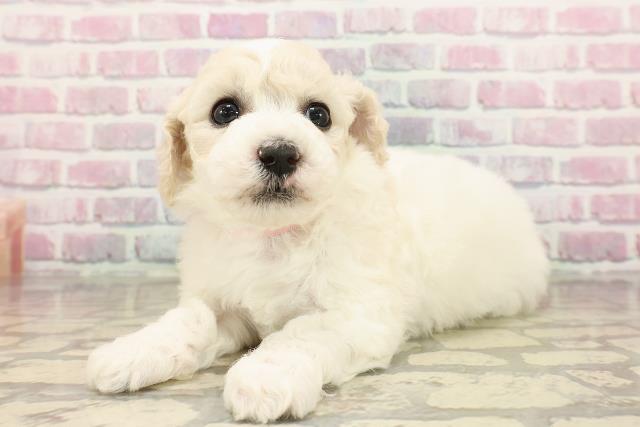 静岡県のビションフリーゼ (Coo&RIKU浜松店/2025年7月27日生まれ/女の子/ホワイト)の子犬の2枚目の画像