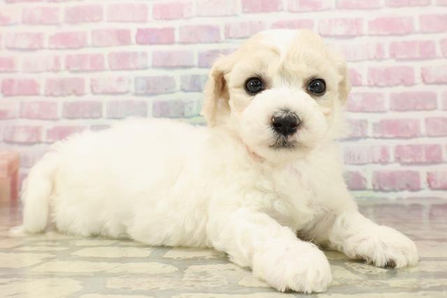 静岡県のビションフリーゼ (Coo&RIKU浜松店/2025年7月27日生まれ/女の子/ホワイト)の子犬の3枚目の画像
