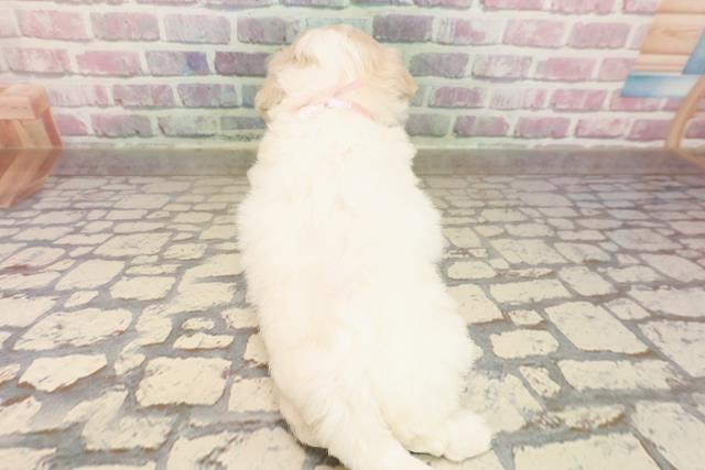 静岡県のビションフリーゼ (Coo&RIKU浜松店/2025年7月27日生まれ/女の子/ホワイト)の子犬の4枚目の画像