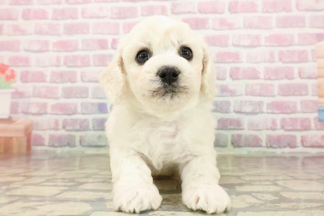静岡県のビションフリーゼ (Coo&RIKU藤枝店/2025年7月27日生まれ/男の子/ホワイト)の子犬の1枚目の画像