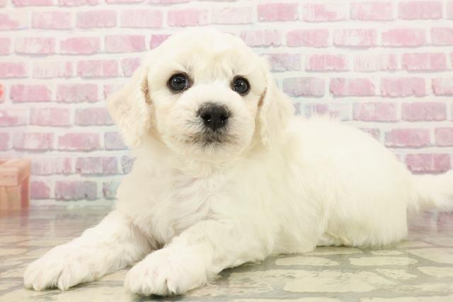 静岡県のビションフリーゼ (Coo&RIKU藤枝店/2025年7月27日生まれ/男の子/ホワイト)の子犬の2枚目の画像