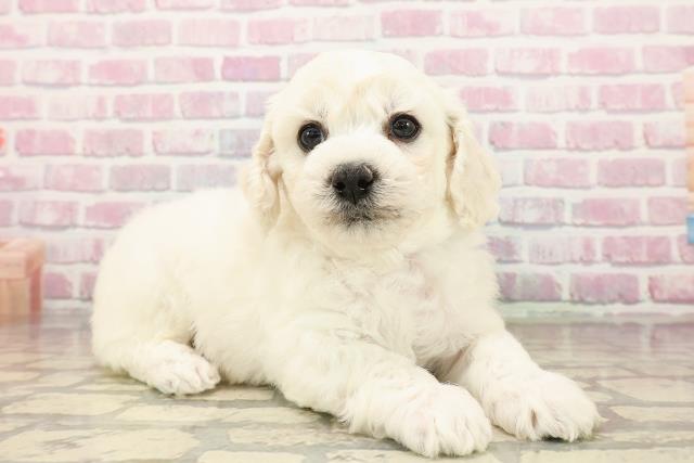 静岡県のビションフリーゼ (Coo&RIKU藤枝店/2025年7月27日生まれ/男の子/ホワイト)の子犬の3枚目の画像