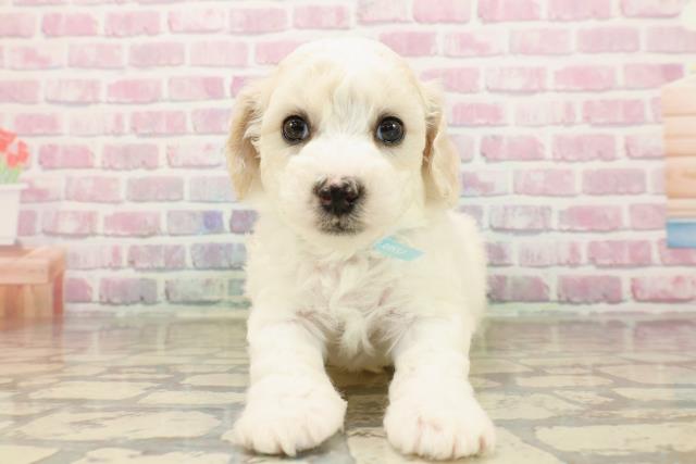 静岡県のビションフリーゼ (Coo&RIKU富士店/2025年7月27日生まれ/男の子/ホワイト)の子犬の1枚目の画像
