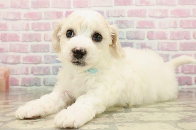 静岡県のビションフリーゼ (Coo&RIKU富士店/2025年7月27日生まれ/男の子/ホワイト)の子犬の2枚目の画像